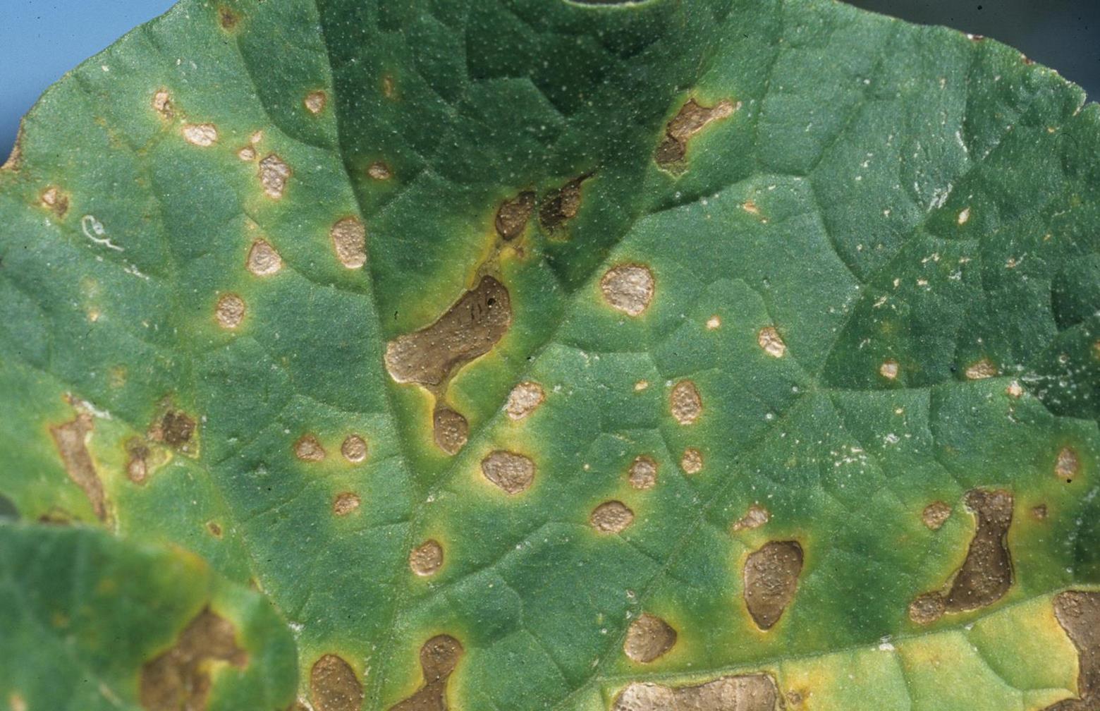 Pumpkin Diseases and Pests, Description, Uses, Propagation