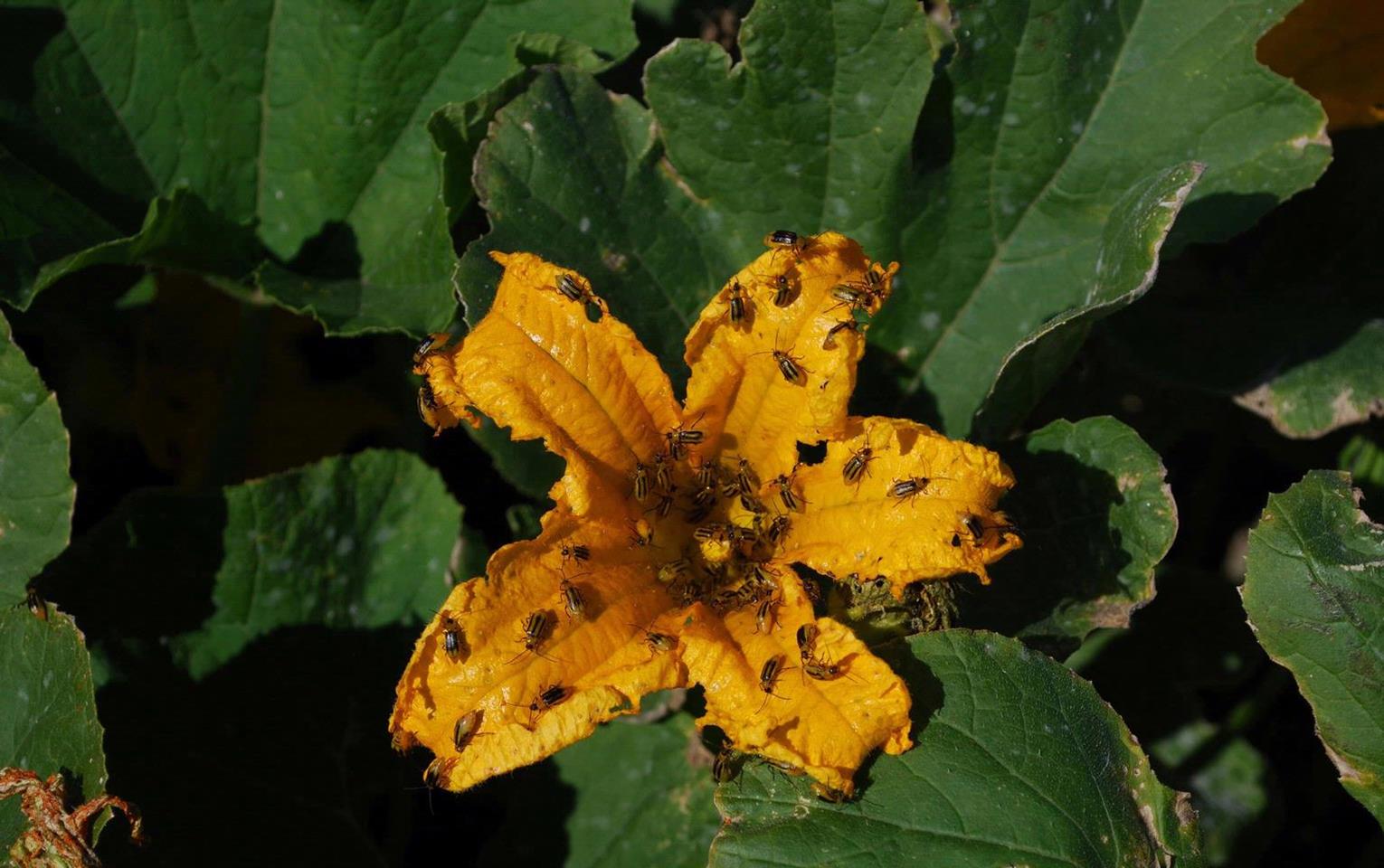 Pumpkin Diseases and Pests, Description, Uses, Propagation