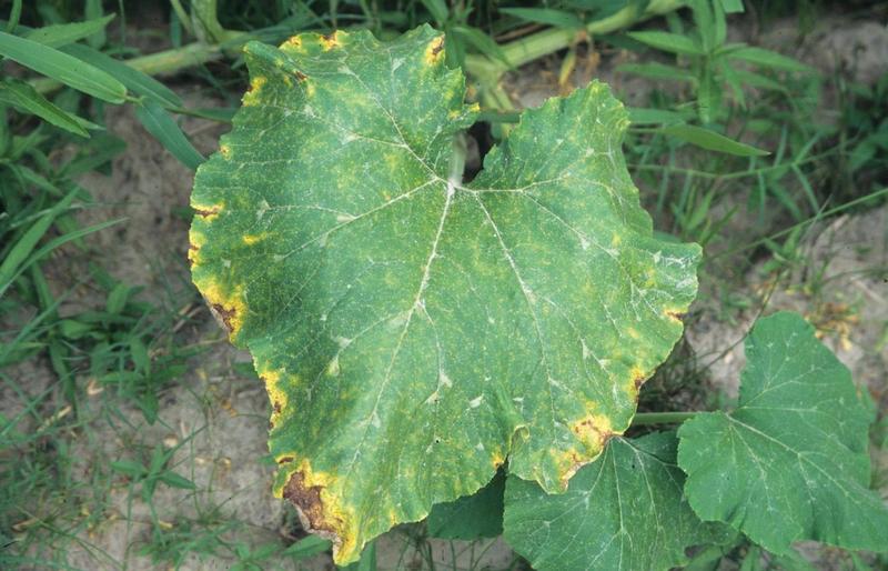 Pumpkin Diseases and Pests, Description, Uses, Propagation