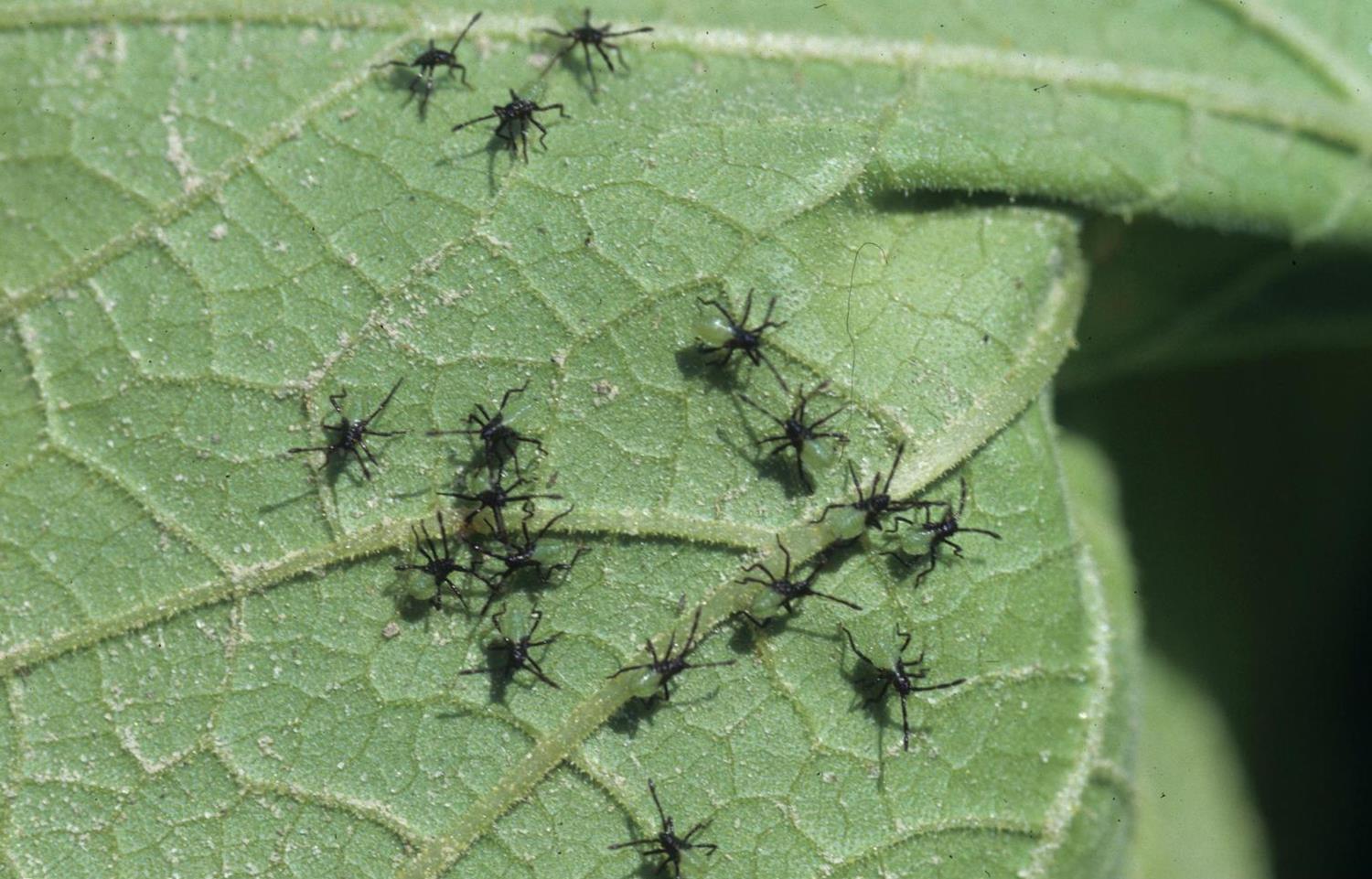 Pumpkin Diseases and Pests, Description, Uses, Propagation