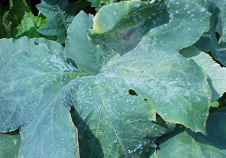 Squash Diseases and Pests, Description, Uses, Propagation