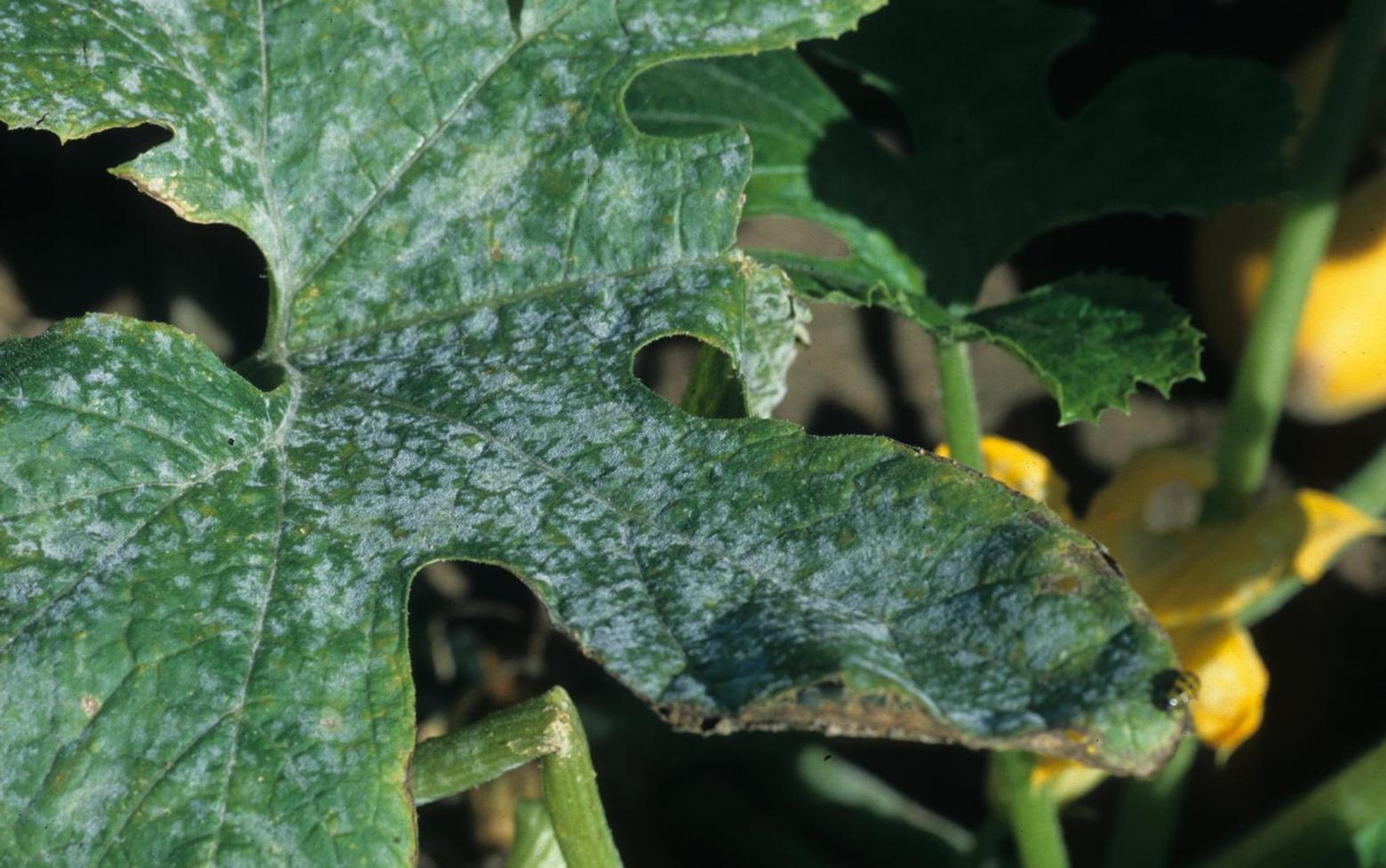 Squash Diseases and Pests, Description, Uses, Propagation