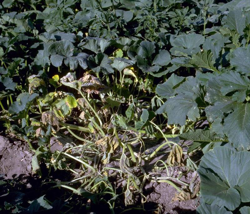 Squash Diseases and Pests, Description, Uses, Propagation