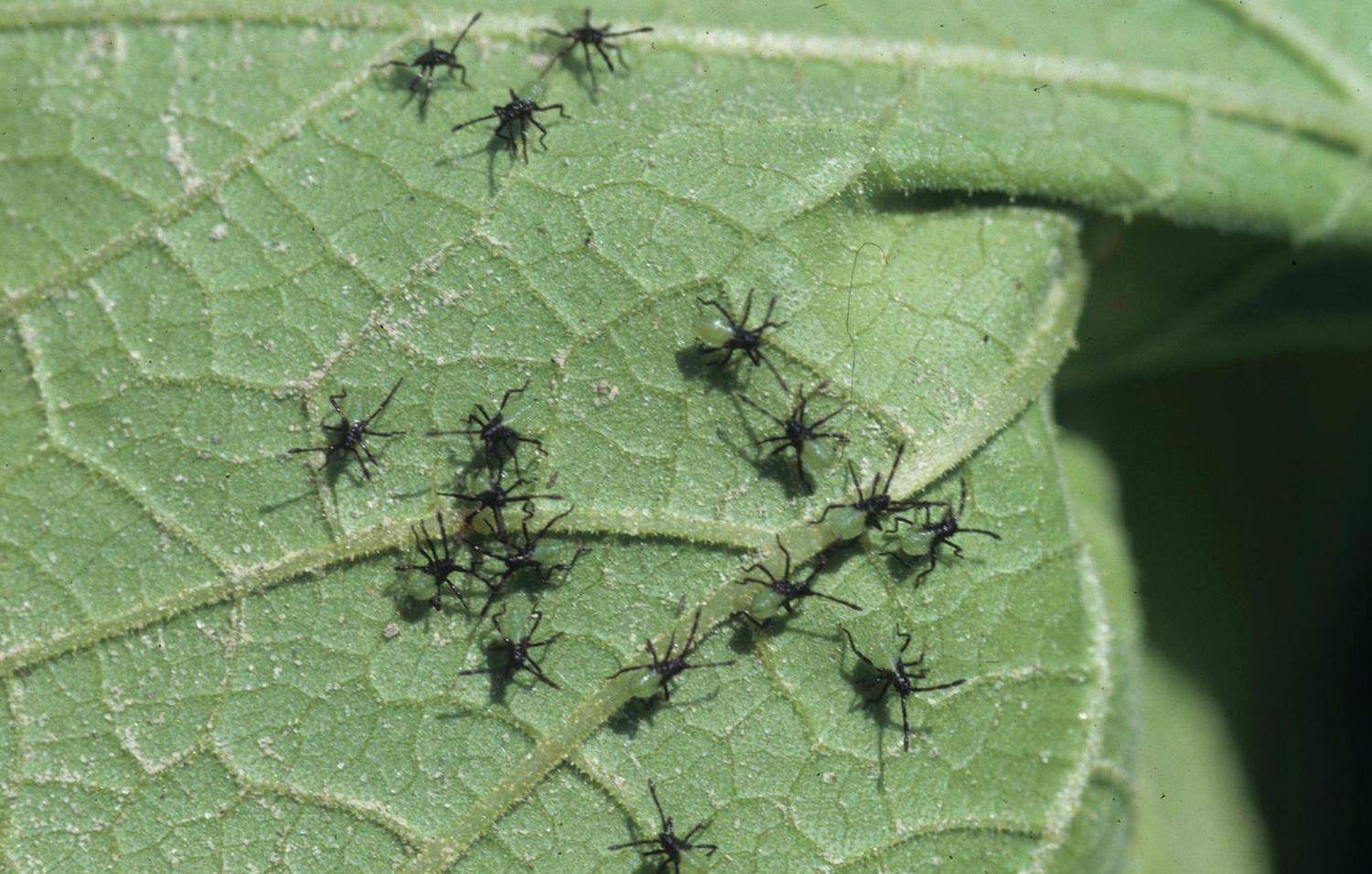 Squash Diseases and Pests, Description, Uses, Propagation