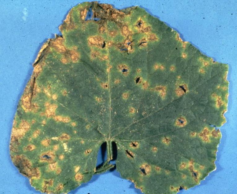 Cantaloupe Diseases and Pests, Description, Uses, Propagation