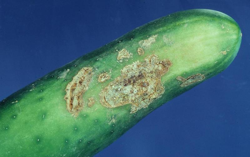 Cucumber Diseases and Pests, Description, Uses, Propagation