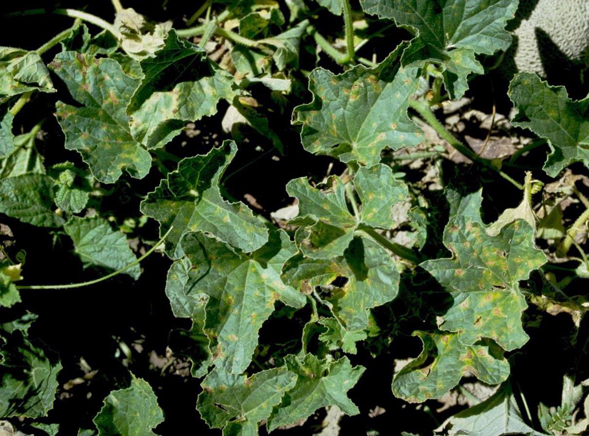 Watermelon Diseases and Pests, Description, Uses, Propagation