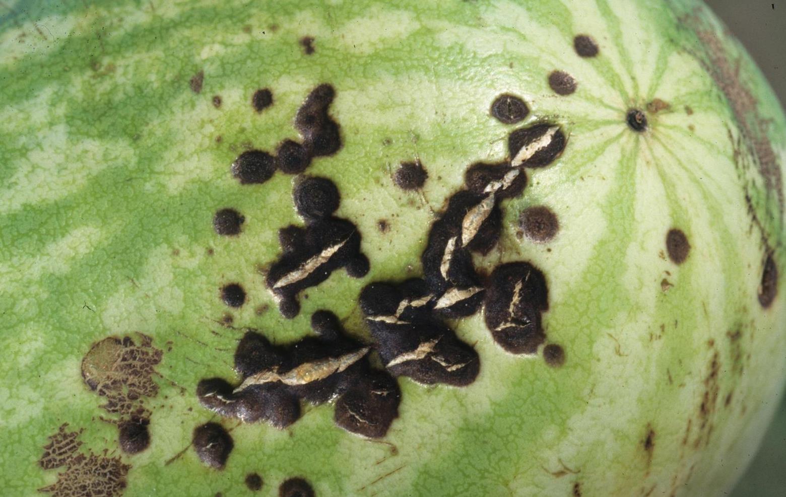 Watermelon Diseases and Pests, Description, Uses, Propagation