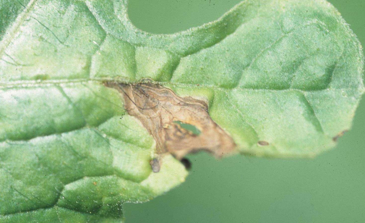 Watermelon Diseases and Pests, Description, Uses, Propagation
