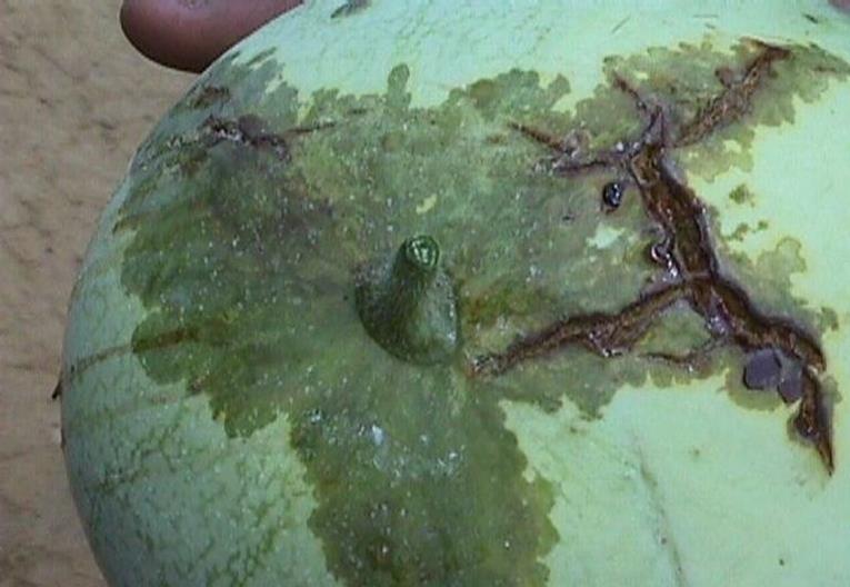 Watermelon Diseases and Pests, Description, Uses, Propagation