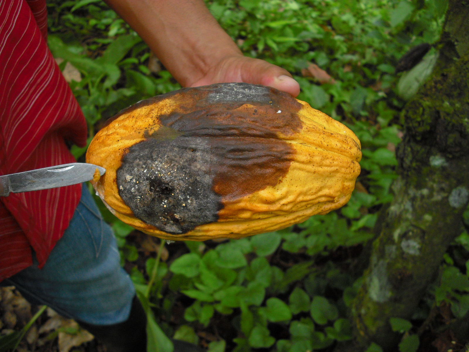 Cocoa (cacao) Diseases and Pests, Description, Uses, Propagation