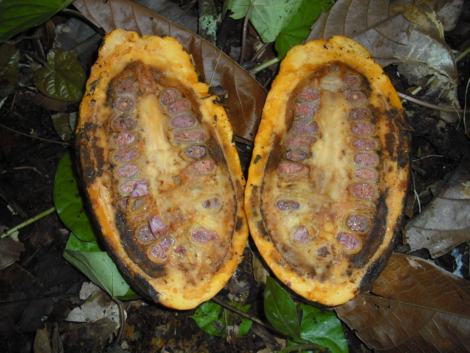 Cocoa (cacao) Diseases and Pests, Description, Uses, Propagation