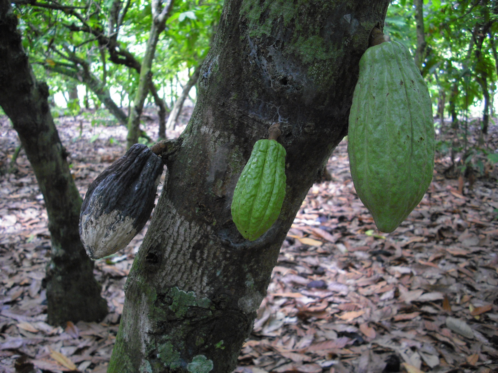 Cocoa (cacao) Diseases and Pests, Description, Uses, Propagation