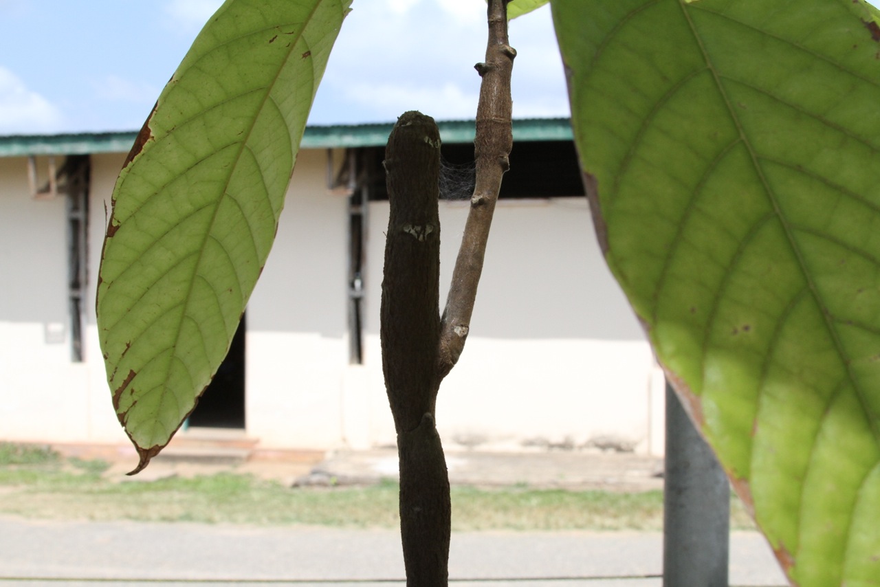 Cocoa (cacao) Diseases and Pests, Description, Uses, Propagation