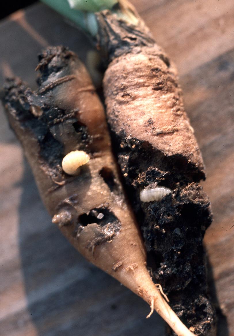 Carrot Diseases and Pests, Description, Uses, Propagation