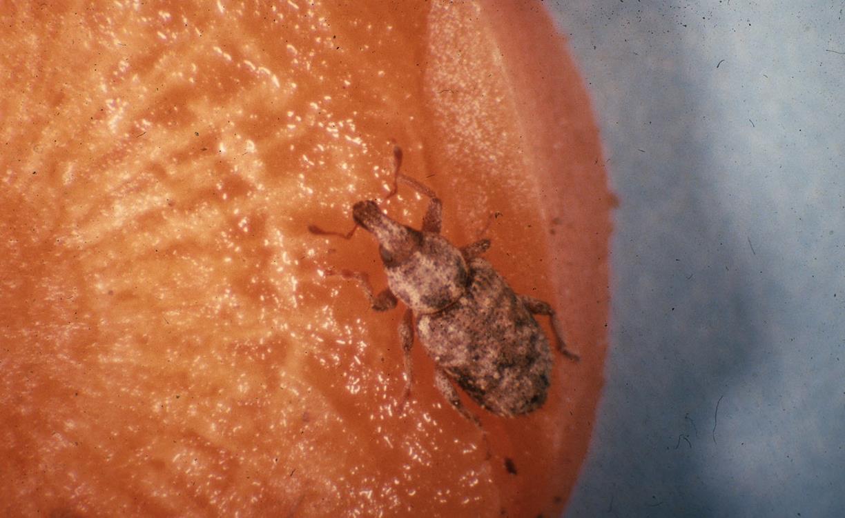 Carrot Diseases and Pests, Description, Uses, Propagation