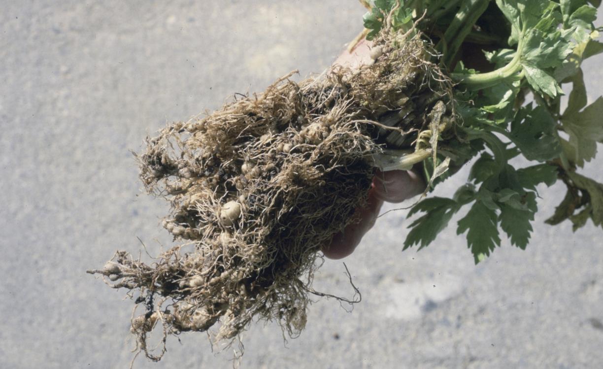 Celery Diseases and Pests, Description, Uses, Propagation