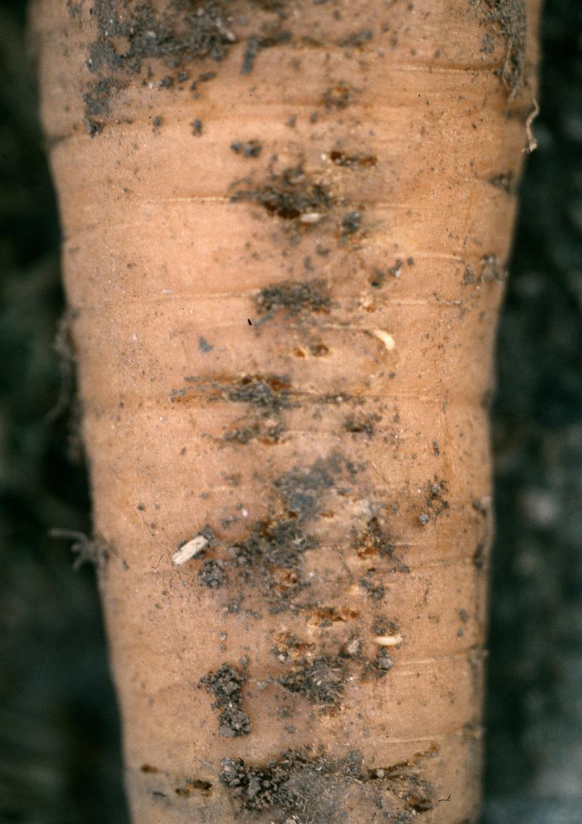 Carrot Diseases and Pests, Description, Uses, Propagation