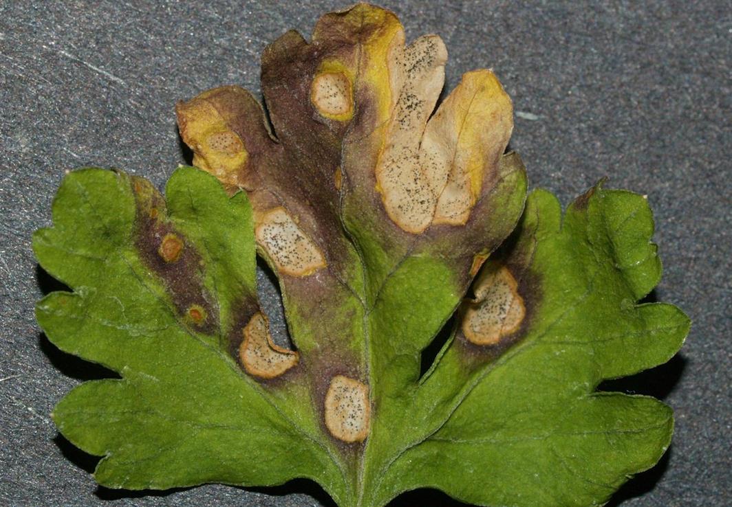 Parsley Diseases and Pests, Description, Uses, Propagation