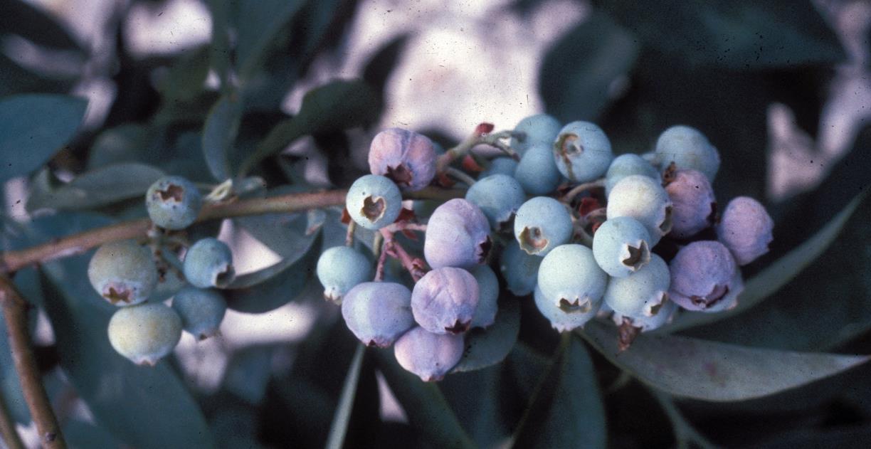 Blueberry Diseases and Pests, Description, Uses, Propagation