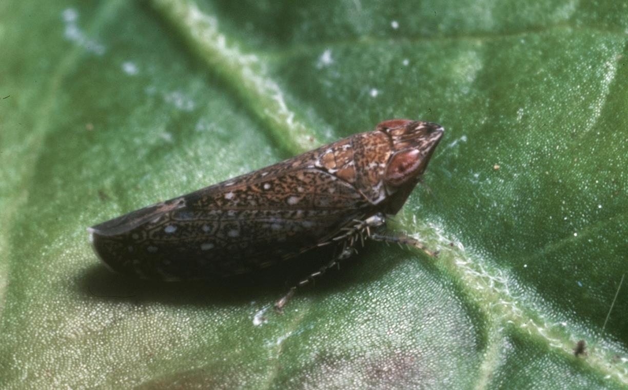 Blueberry Diseases and Pests, Description, Uses, Propagation