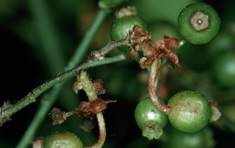 Blueberry Diseases and Pests, Description, Uses, Propagation