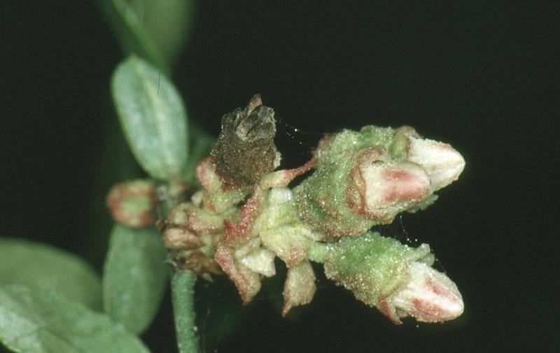 Blueberry Diseases and Pests, Description, Uses, Propagation