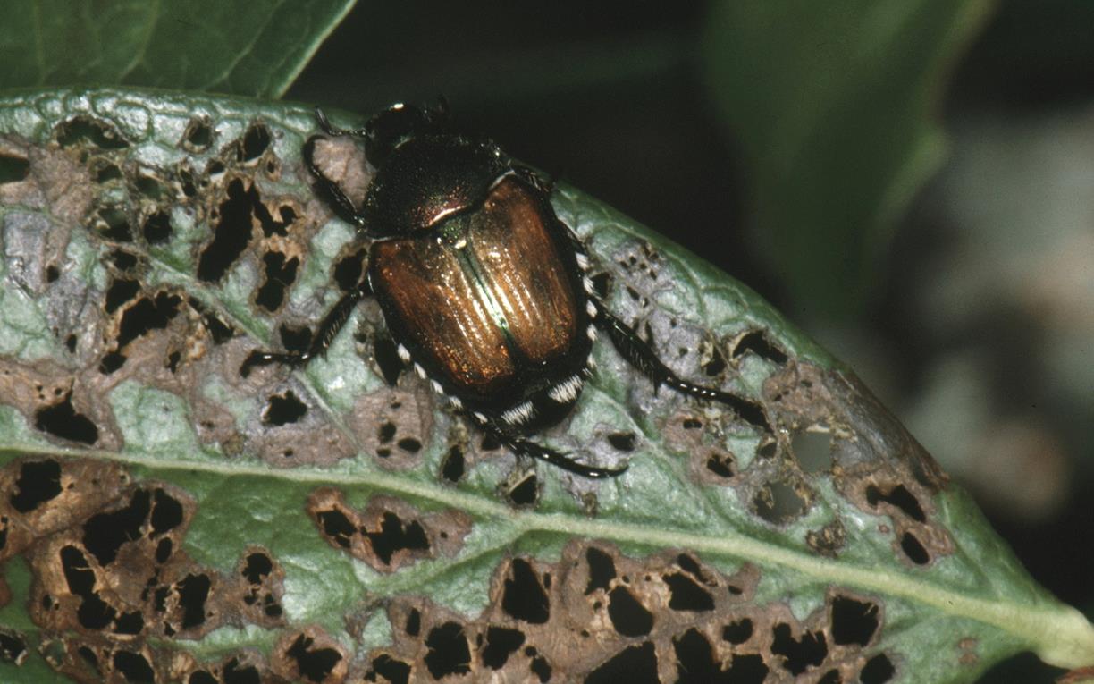 Blueberry Diseases and Pests, Description, Uses, Propagation