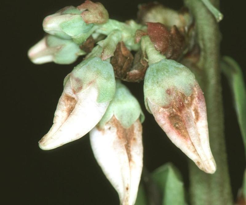 Blueberry Diseases and Pests, Description, Uses, Propagation