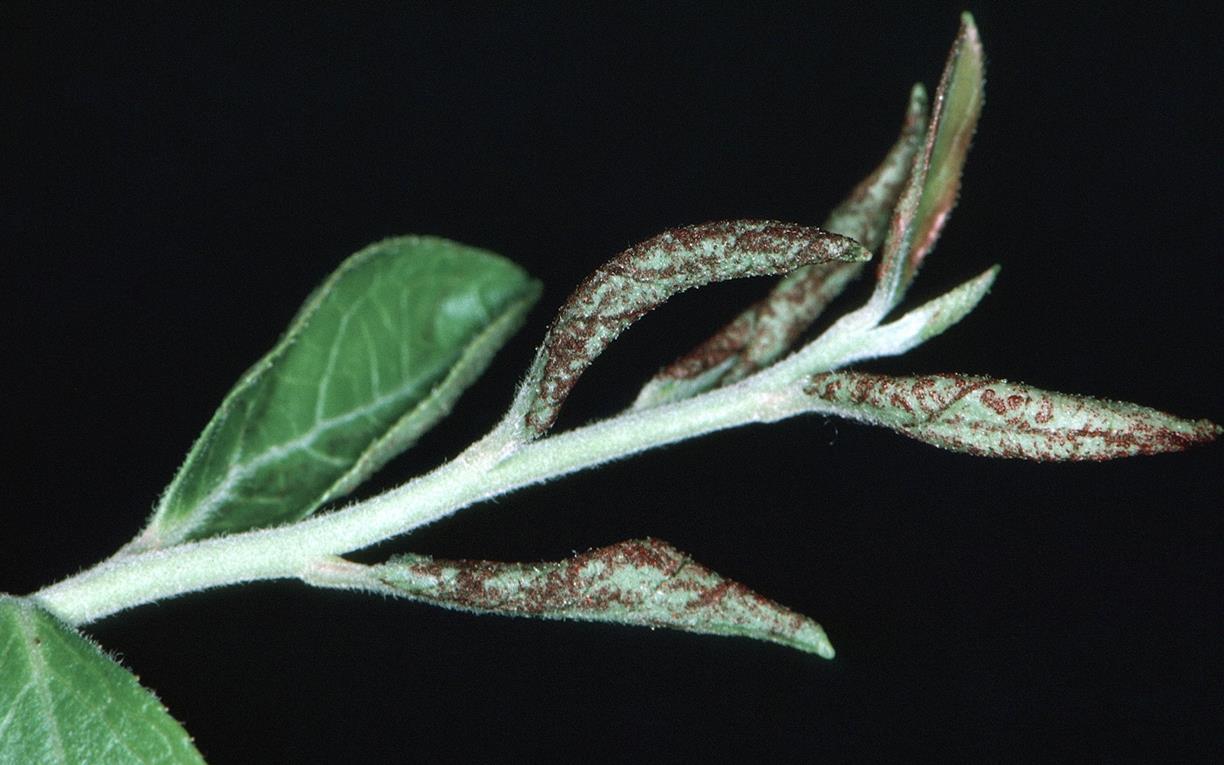 Blueberry Diseases and Pests, Description, Uses, Propagation