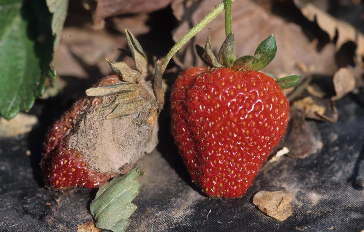 Strawberry Diseases and Pests, Description, Uses, Propagation