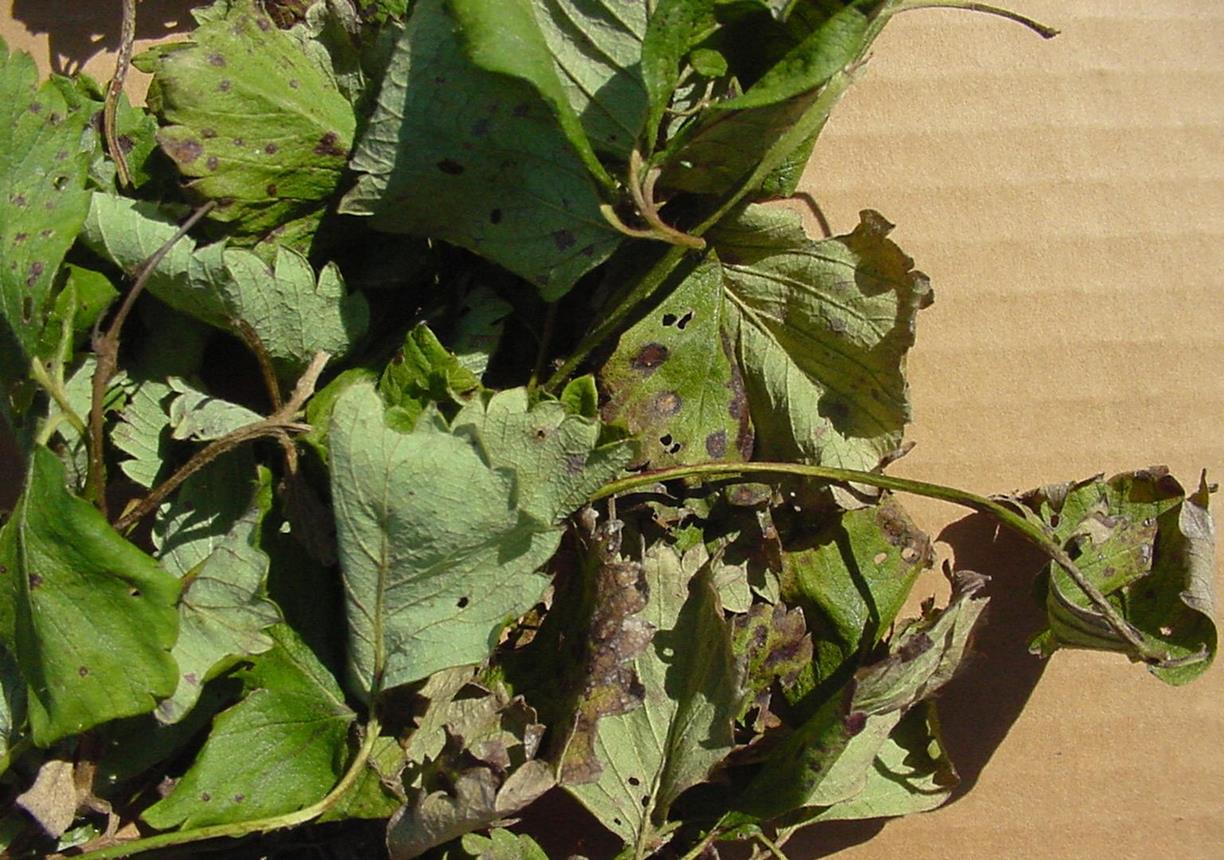 Strawberry Diseases and Pests, Description, Uses, Propagation