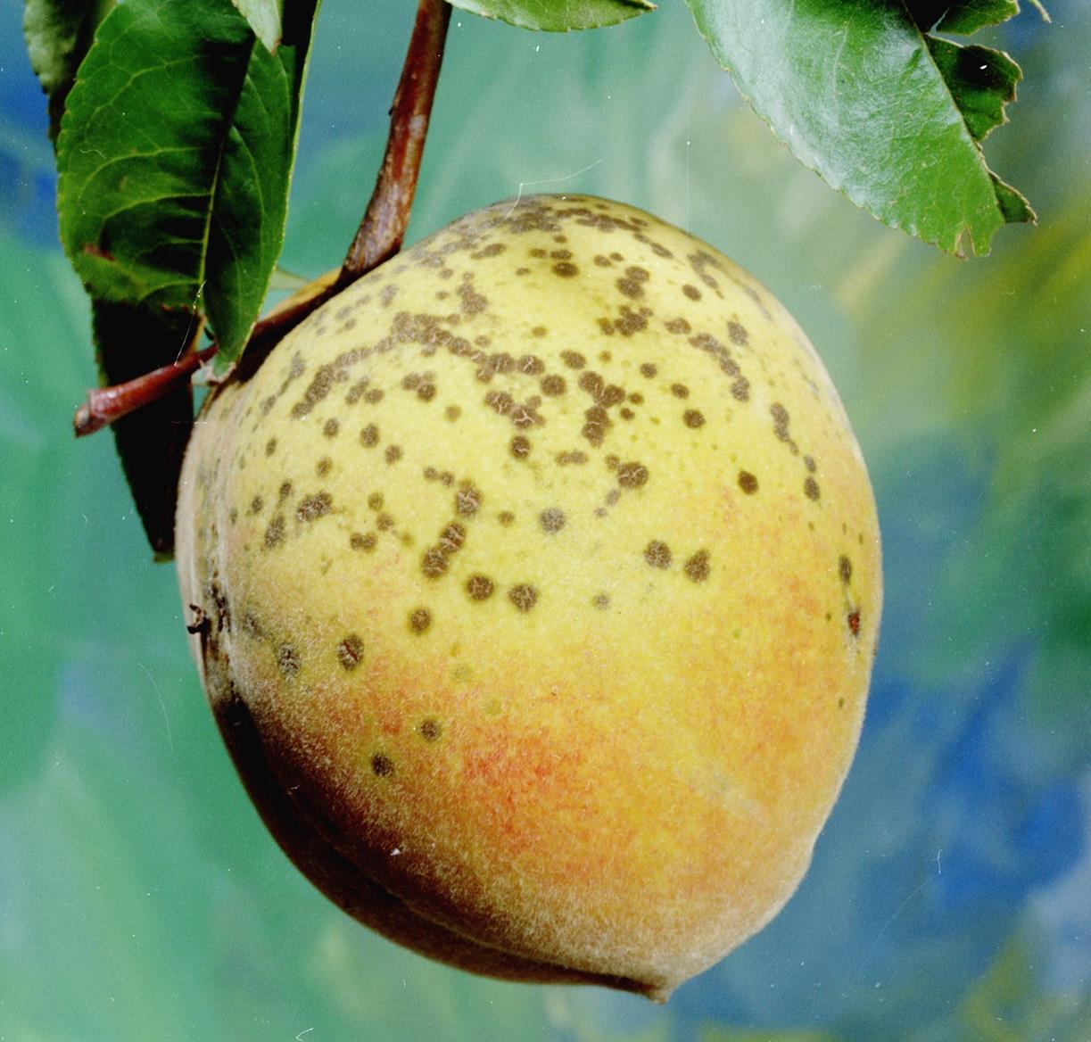 Peach Diseases and Pests, Description, Uses, Propagation