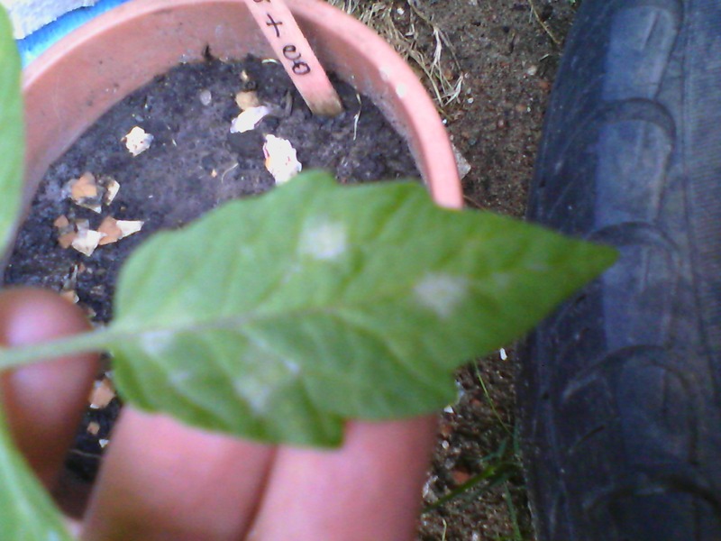 Tomato White Spots On Tomato Plant