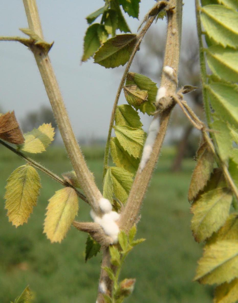 Chickpea (gram pea) Diseases and Pests, Description, Uses, Propagation