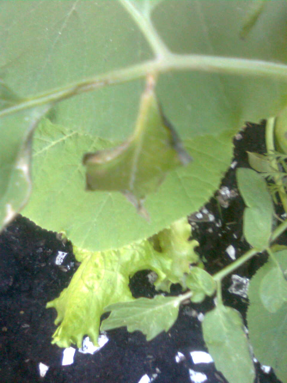 Tomato burned tomato leaves?