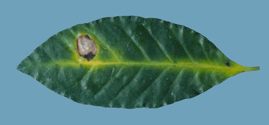 Coffee Diseases and Pests, Description, Uses, Propagation