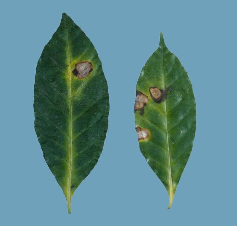 Coffee Diseases and Pests, Description, Uses, Propagation