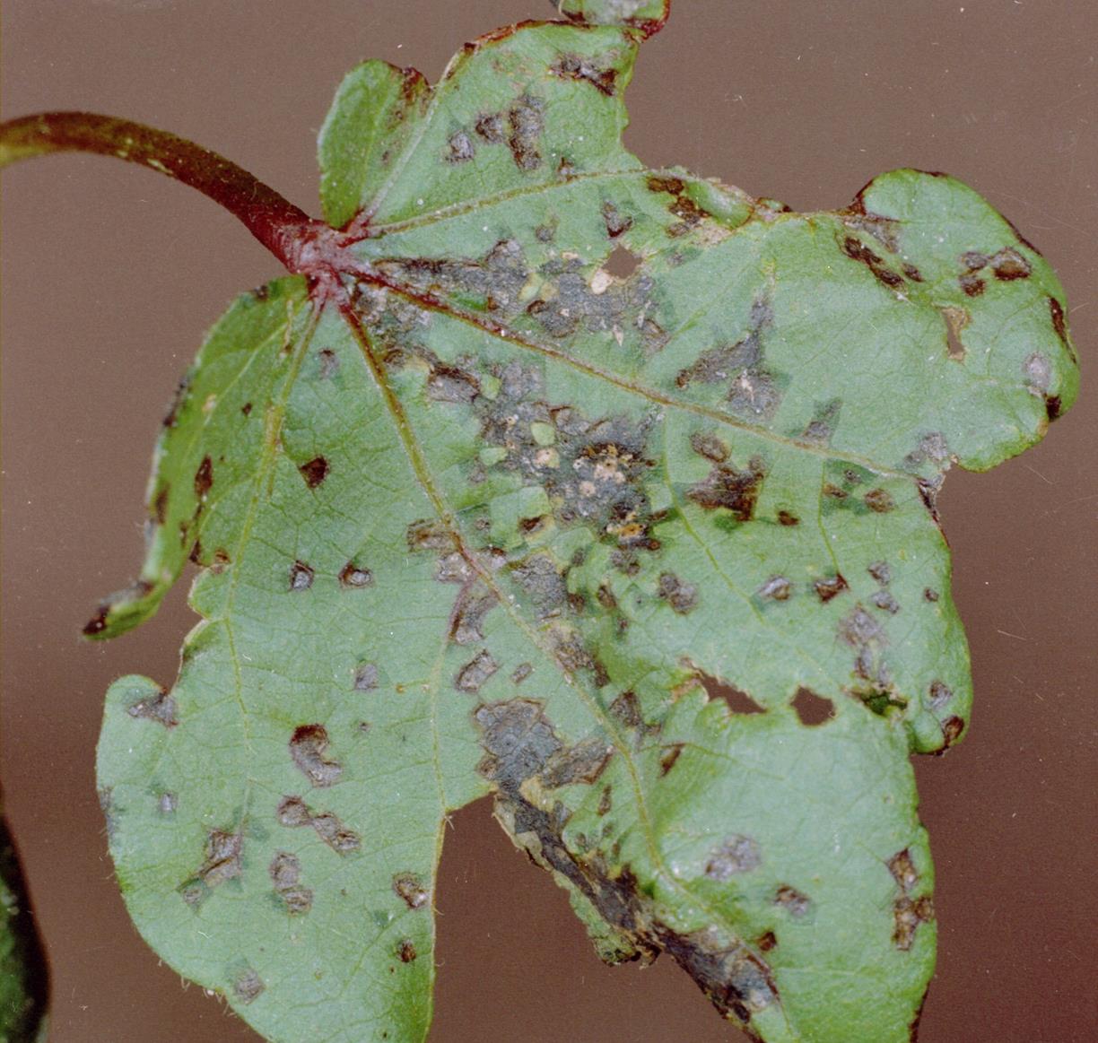 Cotton Diseases and Pests, Description, Uses, Propagation