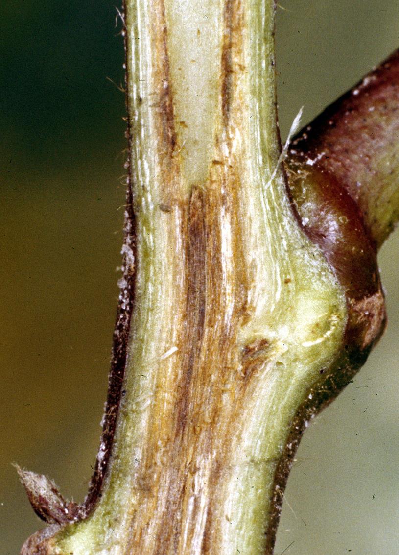 Cotton Diseases and Pests, Description, Uses, Propagation