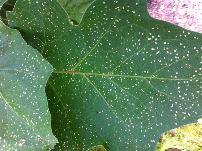 Eggplant Diseases and Pests, Description, Uses, Propagation
