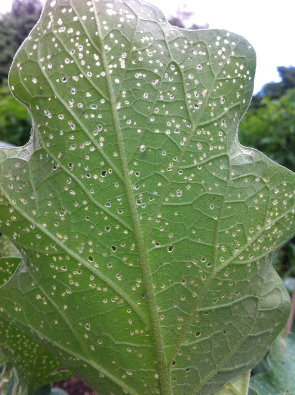 Eggplant Diseases and Pests, Description, Uses, Propagation