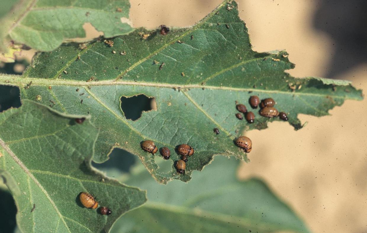 Eggplant Diseases and Pests, Description, Uses, Propagation