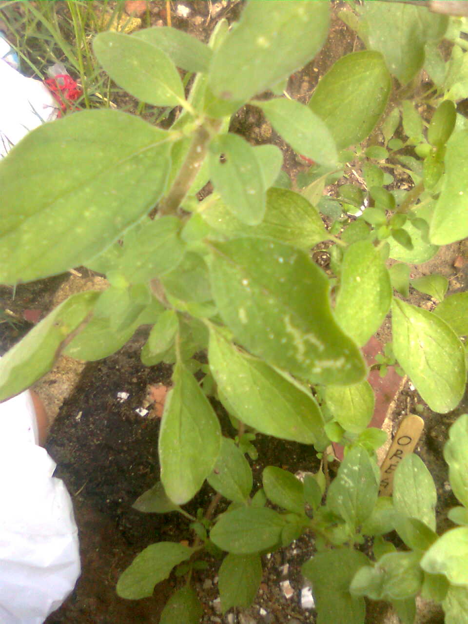 Oregano Yellow spots on oregano plant