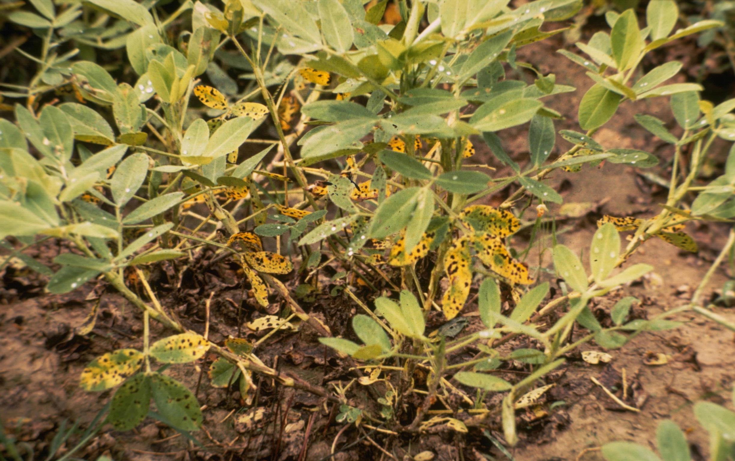 Peanut (groundnut) Diseases and Pests, Description, Uses