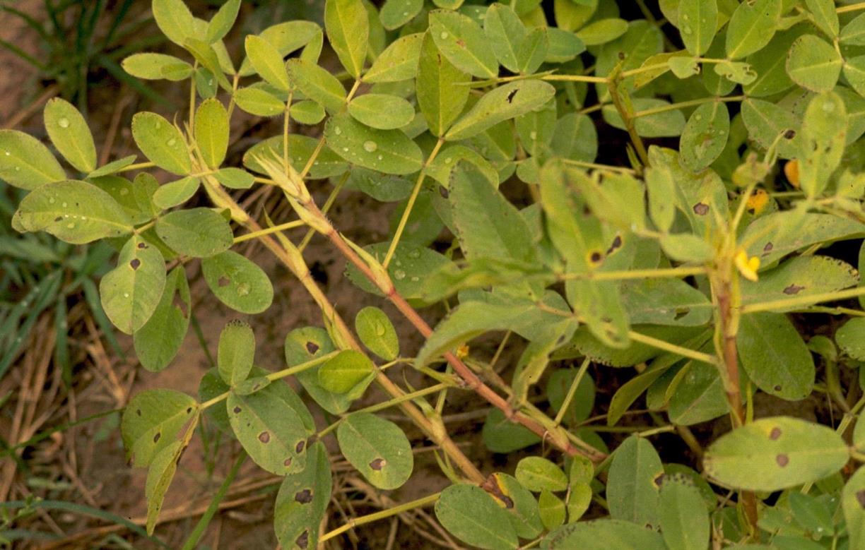 Peanut (groundnut) Diseases and Pests, Description, Uses, Propagation