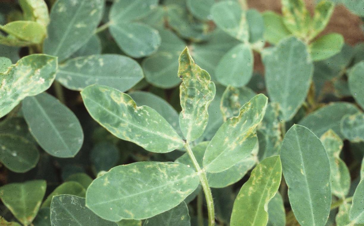 Peanut (groundnut) Diseases and Pests, Description, Uses, Propagation