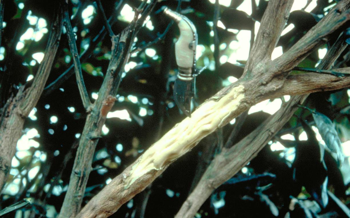 Grapefruit Diseases and Pests, Description, Uses, Propagation