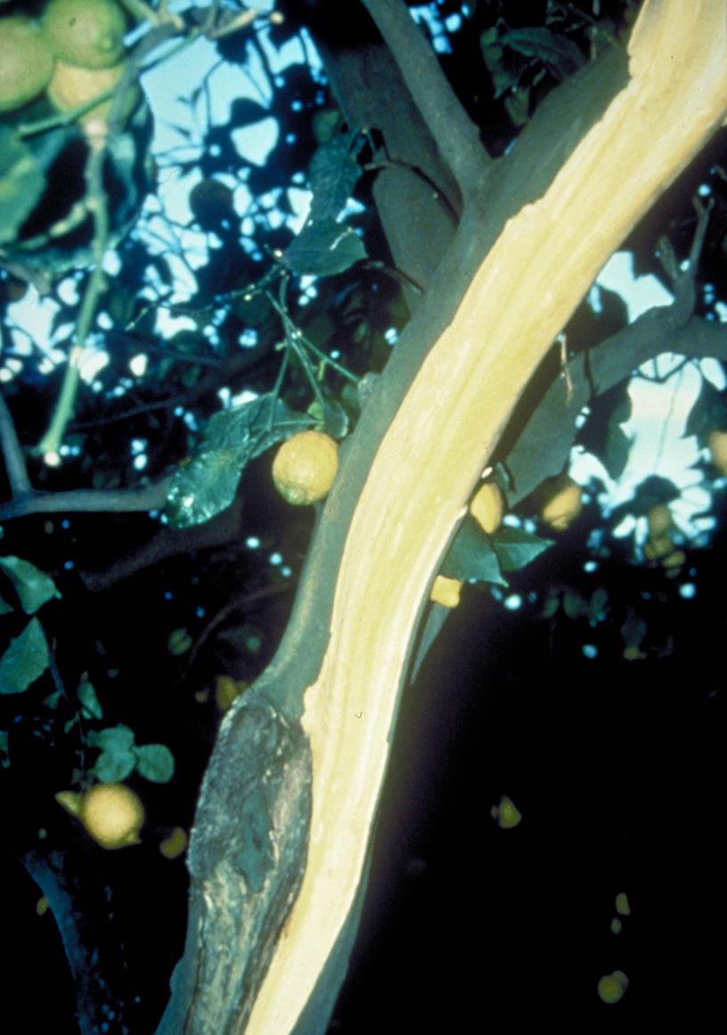 Lemon Diseases and Pests, Description, Uses, Propagation