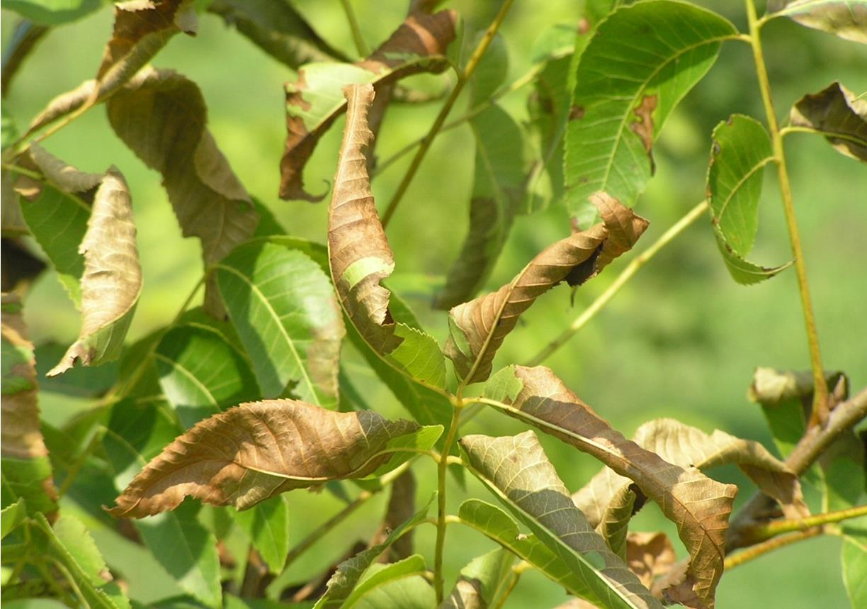 Pecan Diseases and Pests, Description, Uses, Propagation
